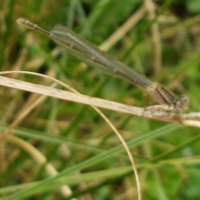 Xanthagrion erythroneurum (Red & Blue Damsel) at Holt, ACT - 8 Mar 2021 by trevorpreston