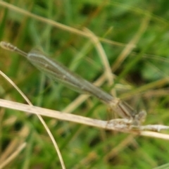 Xanthagrion erythroneurum at Holt, ACT - 8 Mar 2021 01:50 PM