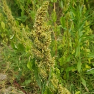 Amaranthus powellii at Holt, ACT - 8 Mar 2021