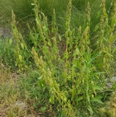 Amaranthus powellii at Holt, ACT - 8 Mar 2021