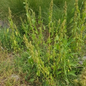 Amaranthus powellii at Holt, ACT - 8 Mar 2021