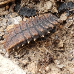 Porrostoma sp. (genus) (Lycid, Net-winged beetle) at Holt, ACT - 8 Mar 2021 by tpreston