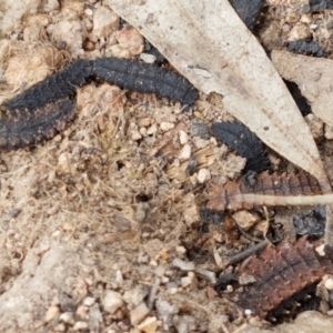 Porrostoma sp. (genus) at Holt, ACT - 8 Mar 2021