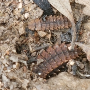 Porrostoma sp. (genus) at Holt, ACT - 8 Mar 2021