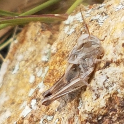 Oedaleus australis (Australian Oedaleus) at Holt, ACT - 8 Mar 2021 by trevorpreston