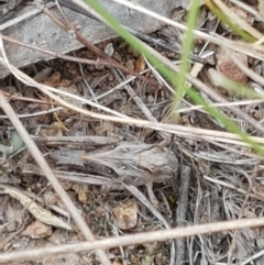 Oedaleus australis at Holt, ACT - 8 Mar 2021