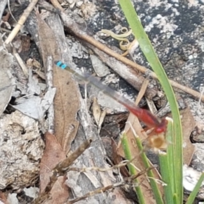 Xanthagrion erythroneurum (Red & Blue Damsel) at Ginninderry Conservation Corridor - 8 Mar 2021 by trevorpreston