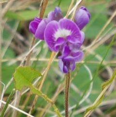 Glycine tabacina (Variable Glycine) at Holt, ACT - 8 Mar 2021 by tpreston