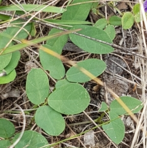 Glycine tabacina at Holt, ACT - 8 Mar 2021