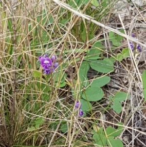 Glycine tabacina at Holt, ACT - 8 Mar 2021