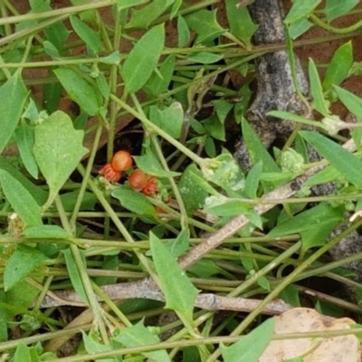 Einadia nutans subsp. nutans (Climbing Saltbush) at Holt, ACT - 8 Mar 2021 by tpreston