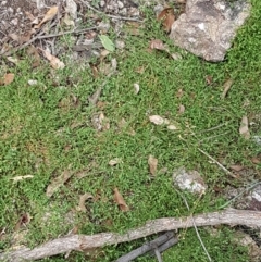Einadia nutans subsp. nutans at Holt, ACT - 8 Mar 2021