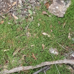 Einadia nutans subsp. nutans at Holt, ACT - 8 Mar 2021