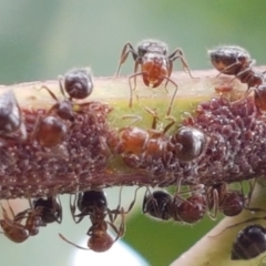 Crematogaster sp. (genus) (Acrobat ant, Cocktail ant) at Holt, ACT - 8 Mar 2021 by tpreston