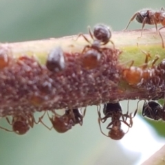 Crematogaster sp. (genus) at Holt, ACT - 8 Mar 2021