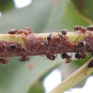 Crematogaster sp. (genus) at Holt, ACT - 8 Mar 2021