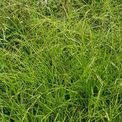 Microlaena stipoides (Weeping Grass) at Holt, ACT - 8 Mar 2021 by tpreston