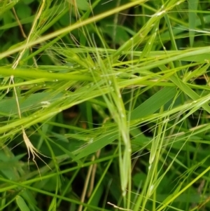 Microlaena stipoides at Holt, ACT - 8 Mar 2021