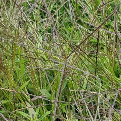 Digitaria sanguinalis (Summer Grass) at Holt, ACT - 8 Mar 2021 by tpreston