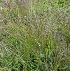 Digitaria sanguinalis at Holt, ACT - 8 Mar 2021