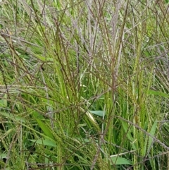 Digitaria sanguinalis at Holt, ACT - 8 Mar 2021