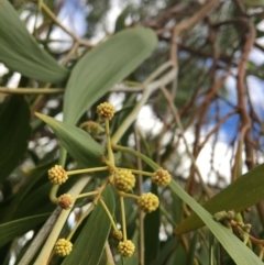 Acacia implexa (Hickory Wattle, Lightwood) at WREN Reserves - 8 Mar 2021 by Alburyconservationcompany
