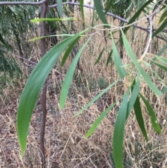 Acacia implexa at Undefined Area - 8 Mar 2021 03:31 PM