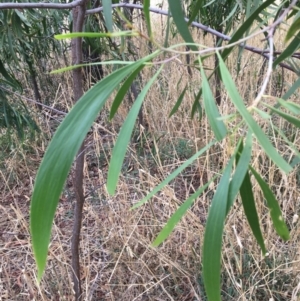 Acacia implexa at Monitoring Site 135 - Revegetation - 8 Mar 2021 03:31 PM