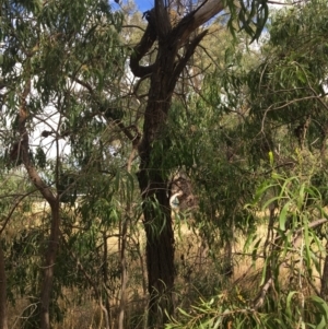 Acacia implexa at Monitoring Site 135 - Revegetation - 8 Mar 2021 03:31 PM