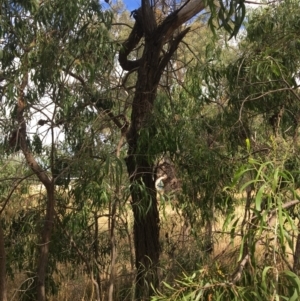 Acacia implexa at Monitoring Site 135 - Revegetation - 8 Mar 2021