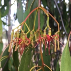 Amyema miquelii (Box Mistletoe) at Baranduda, VIC - 8 Mar 2021 by Alburyconservationcompany