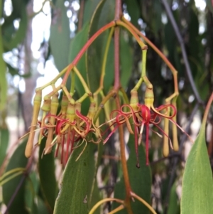 Amyema miquelii at Wodonga - 8 Mar 2021