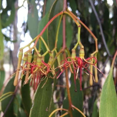 Amyema miquelii (Box Mistletoe) at Baranduda, VIC - 8 Mar 2021 by Alburyconservationcompany