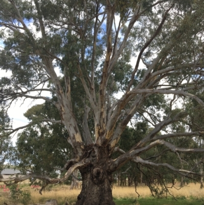 Eucalyptus camaldulensis subsp. camaldulensis (River Red Gum) at Baranduda, VIC - 8 Mar 2021 by Alburyconservationcompany