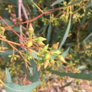Eucalyptus camaldulensis subsp. camaldulensis at Wodonga - 8 Mar 2021