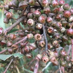 Eucalyptus camaldulensis subsp. camaldulensis at Wodonga - 8 Mar 2021 03:38 PM