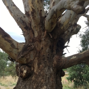 Eucalyptus camaldulensis subsp. camaldulensis at Wodonga - 8 Mar 2021