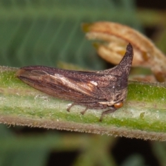 Ceraon vitta at Paddys River, ACT - 8 Mar 2021