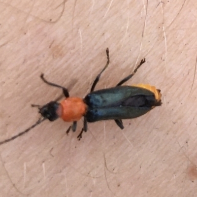 Chauliognathus tricolor (Tricolor soldier beetle) at Baranduda, VIC - 8 Mar 2021 by Alburyconservationcompany