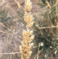 Phalaris aquatica (Phalaris, Australian Canary Grass) at Baranduda, VIC - 8 Mar 2021 by Alburyconservationcompany