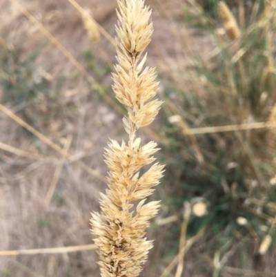 Phalaris aquatica (Phalaris, Australian Canary Grass) at Monitoring Site 135 - Revegetation - 8 Mar 2021 by Alburyconservationcompany