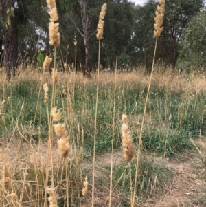 Phalaris aquatica at WREN Reserves - 8 Mar 2021 03:42 PM