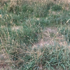 Phalaris aquatica at WREN Reserves - 8 Mar 2021 03:42 PM