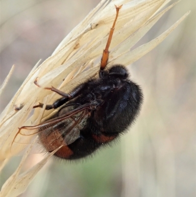 Pterodontia mellii (Hunchback Fly, Small-headed Fly) at Mount Painter - 7 Mar 2021 by CathB