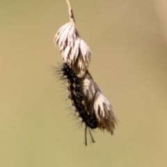 Lymantriinae (subfamily) (Unidentified tussock moths) at Wodonga - 8 Mar 2021 by Kyliegw