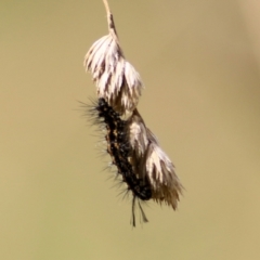 Lymantriinae (subfamily) (Unidentified tussock moths) at Felltimber Creek NCR - 8 Mar 2021 by Kyliegw