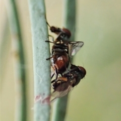 Platystomatidae (family) (Unidentified signal fly) at Cook, ACT - 8 Mar 2021 by CathB