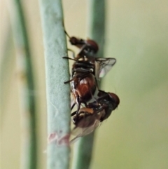 Platystomatidae (family) (Unidentified signal fly) at Mount Painter - 7 Mar 2021 by CathB