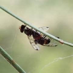 Platystomatidae (family) at Cook, ACT - 8 Mar 2021