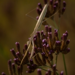 Tenodera australasiae (Purple-winged mantid) at Queanbeyan River - 7 Mar 2021 by Speedsta